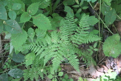 Athyrium spinulosum