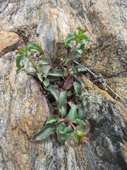 Penstemon clevelandii