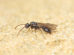 Myrmecina graminicola
