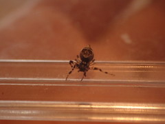 Cyclosa turbinata