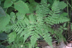 Athyrium spinulosum