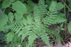 Athyrium spinulosum