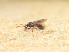 Myrmecina graminicola