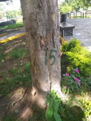 Roseodendron donnell-smithii