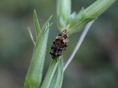Cyclosa turbinata