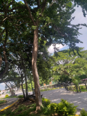 Roseodendron donnell-smithii