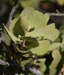Euclea tomentosa