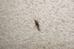 Svistella bifasciata