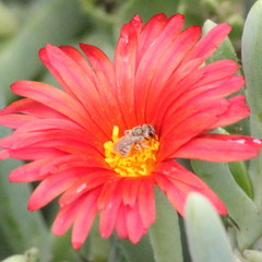 Halictus concinnus