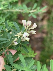 Lespedeza cuneata