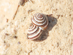 Trochoidea trochoides image