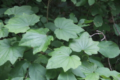 Dioscorea nipponica