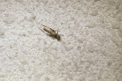 Svistella bifasciata
