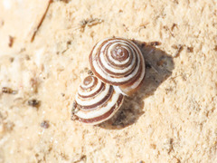 Trochoidea trochoides