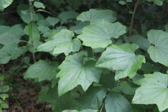 Dioscorea nipponica
