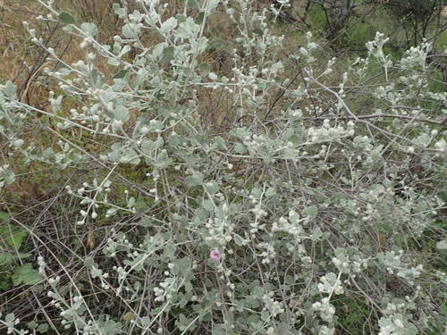 Image of Malacothamnus jonesii by no rights reserved