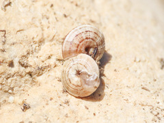 Trochoidea trochoides