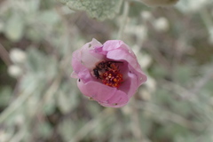 Malacothamnus niveus