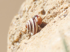 Trochoidea trochoides