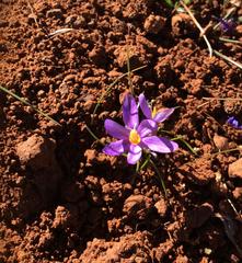 Syringodea longituba