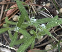 Cryptantha torreyana