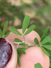Lespedeza cuneata