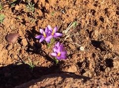 Syringodea longituba