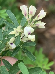 Lespedeza cuneata