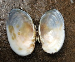 Alasmidonta undulata