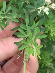 Lespedeza cuneata