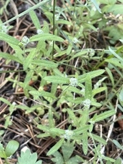 Cryptantha torreyana
