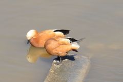 Tadorna ferruginea