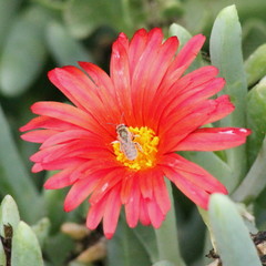 Halictus concinnus