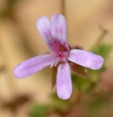 Pelargonium nanum