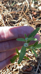 Cryptantha torreyana