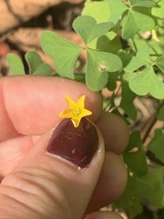 Oxalis stricta