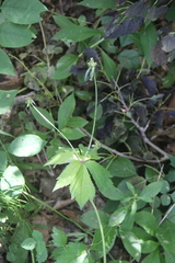 Sanicula chinensis