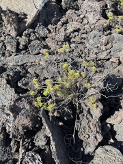 Darwiniothamnus tenuifolius
