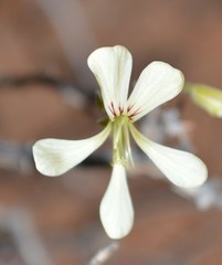 Pelargonium karooicum