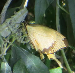 Papilio dardanus cenea
