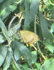 Papilio dardanus cenea