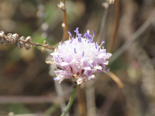 Cephalaria transsylvanica (Cephalaria transsylvanica)