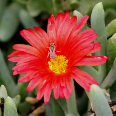 Halictus concinnus
