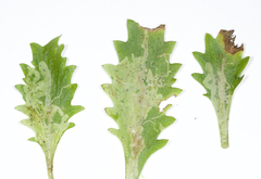 Phytomyza agromyzina group