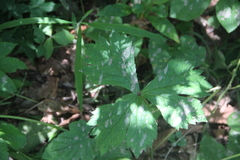 Sanicula chinensis