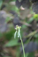 Sanicula chinensis