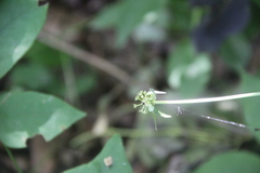 Sanicula chinensis