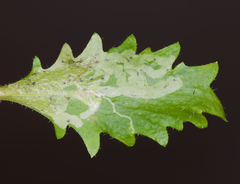 Phytomyza agromyzina group
