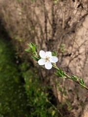 Angiospermae
