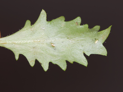 Phytomyza agromyzina group